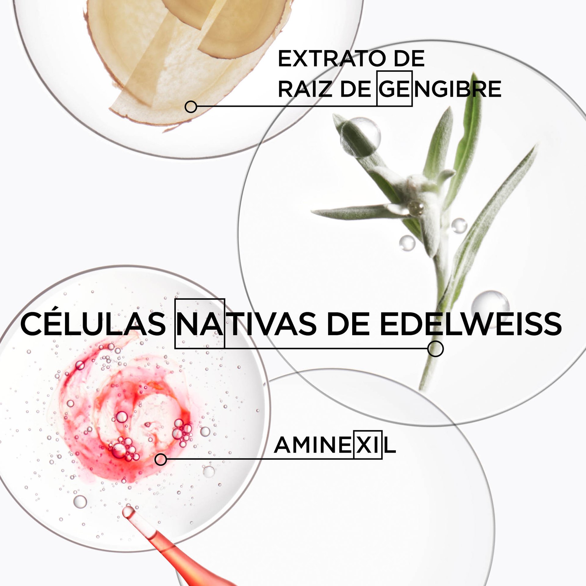 ingredientes dos produtos genesis aminexil, extrato de raiz de gengibre e edelweiss